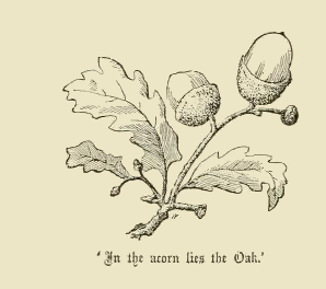 Oak Leaves & Acorns