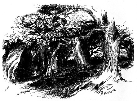 Drawing of Trees