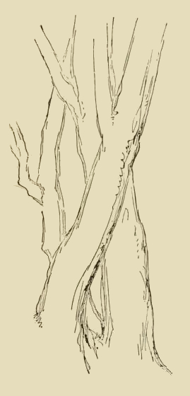 Tree Trunk Sketch