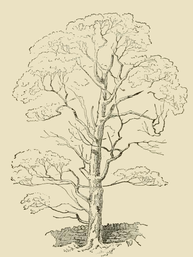Tall Tree Drawing
