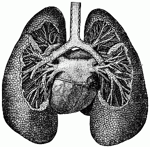 The Lungs & Heart