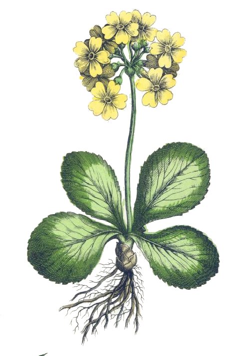 Vintage Drawing of an Auricula Plant