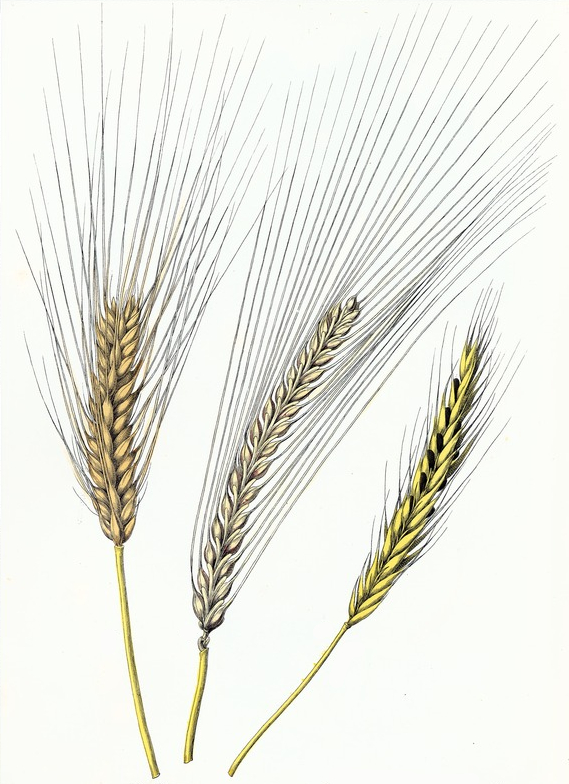 Bere, Barley & Rye Drawing