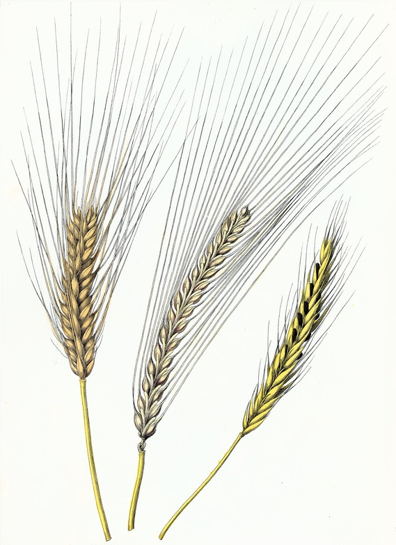 Bere, Barley & Rye Drawing - ReusableArt.com