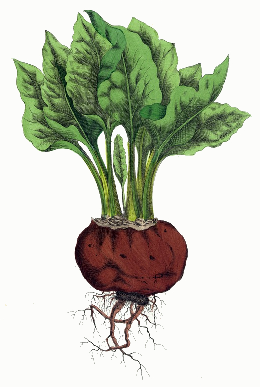 Beet Root Plant Drawing