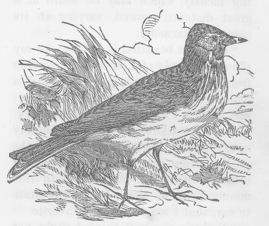 Drawing of a Nightinggale