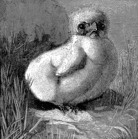 Fluffy Chick Drawing