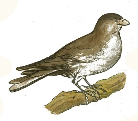 Brown Sparrow Drawing