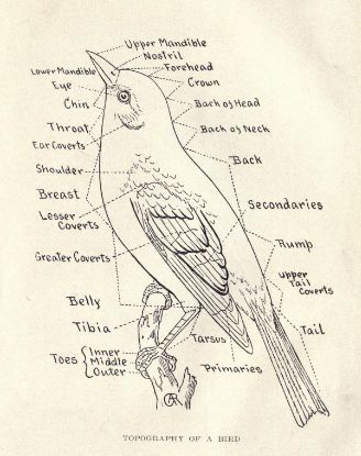 anatomy of a Bird Drawing