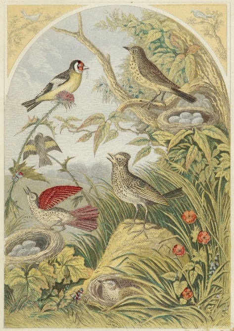 Vintage Bird Book Plate Image