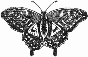 Butterfly - Black and White Drawing