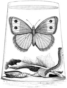 Butterfly Under Glass Drawing