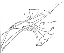 Featured image of post Morning Glory Flower Drawing : I love this variety of morning glory my sister has in her garden.