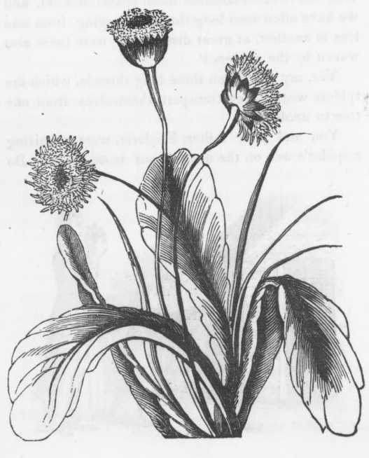 Dandelion Plant Drawing