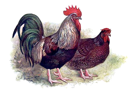 dark dorking chicken drawing