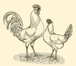 white chicken drawing