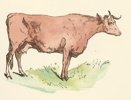 Brown Cow Drawing