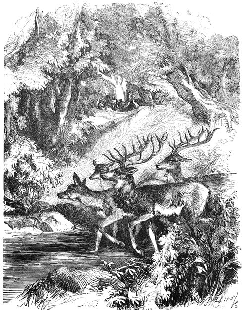 Drawing of a Small Deer Herd