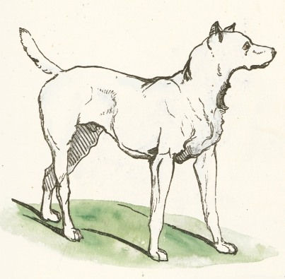 dog drawing full body