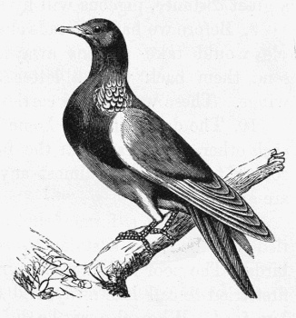 Pretty Dove Drawing - ReusableArt.com