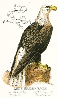 White Headed Eagle Drawing
