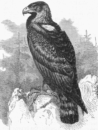Large Eagle Image
