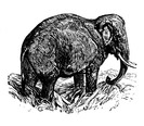 Small Elephant Picture