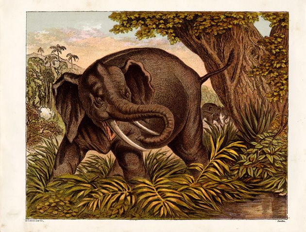 Vintage Elephant Drawing