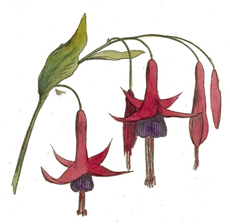 Fuchsia Drawing