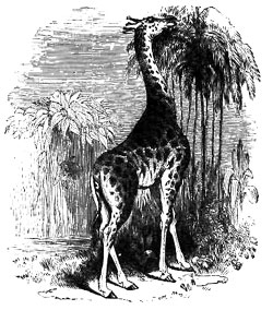 Vintage Giraffe Engraving
