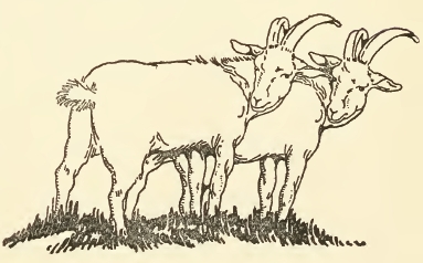 Public Domain Goat Drawing