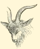 Goat Sketch