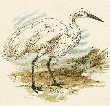 Snowy Egret Drawing - ReusableArt.com