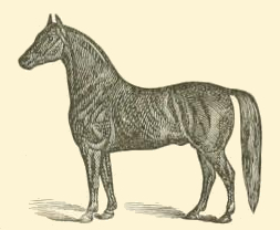 Black Horse Drawing