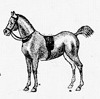 Tiny Saddled Horse