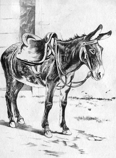 Saddled Mule