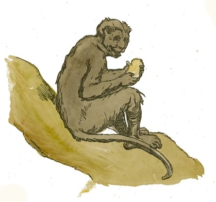 Monkey Drawing