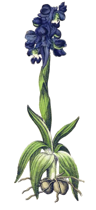 Purple Orchid Plant Drawing
