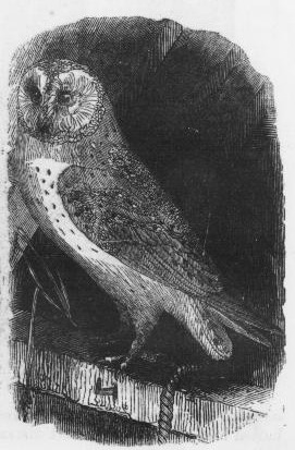 Owl Drawing