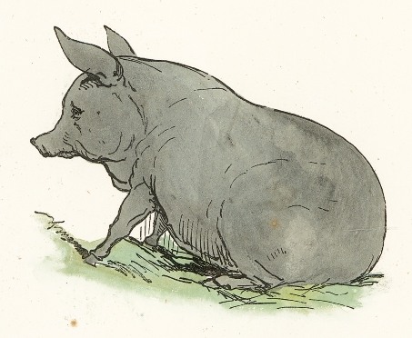 Gray Pig Drawing