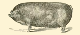 Hog Drawing