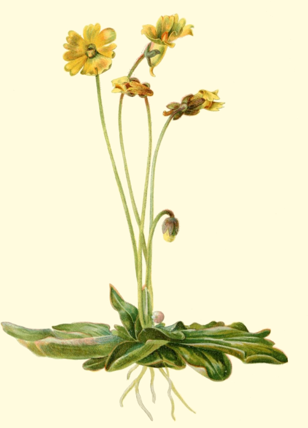 Yellow Butterwort Drawing