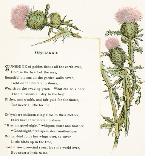Pink Thistle Image