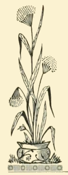 Tall Flowering Plant Drawing