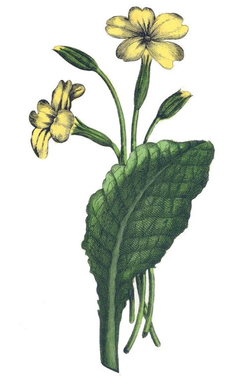 Primrose Botanical Print