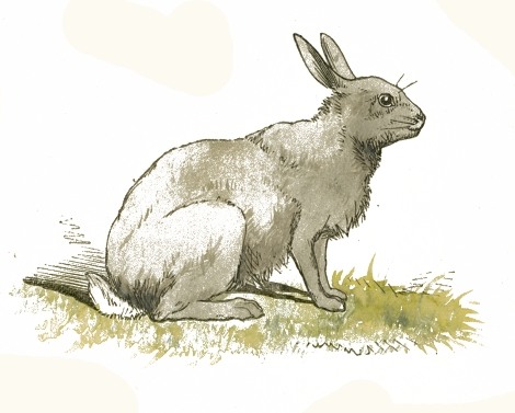Rabbit Drawing Reusableart Com