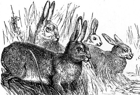 rabbit drawing reusableart com