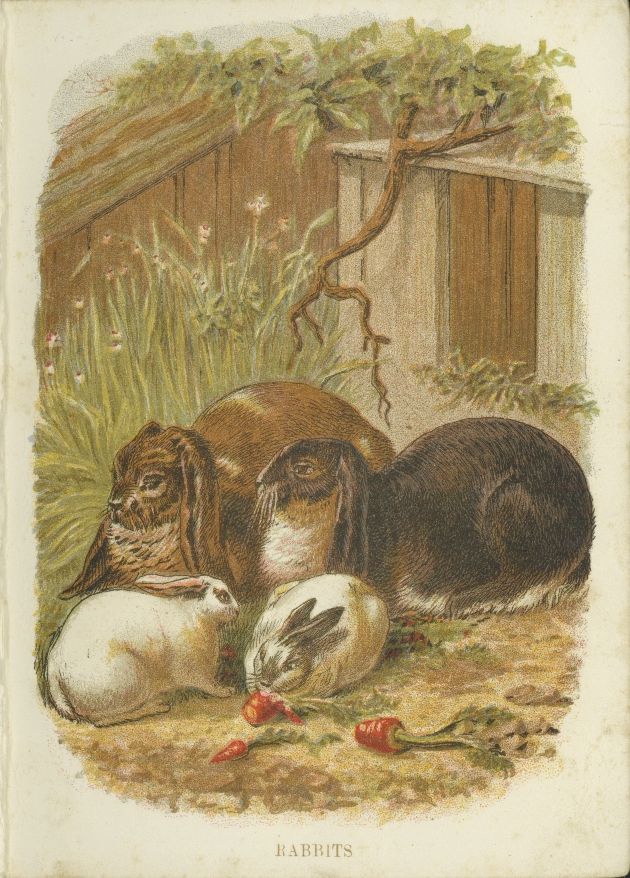 Rabbit Family Drawing Rabbit Family Drawing