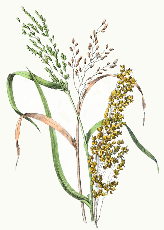 Rice & Millet Drawing