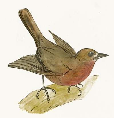 Robin Bird Drawing